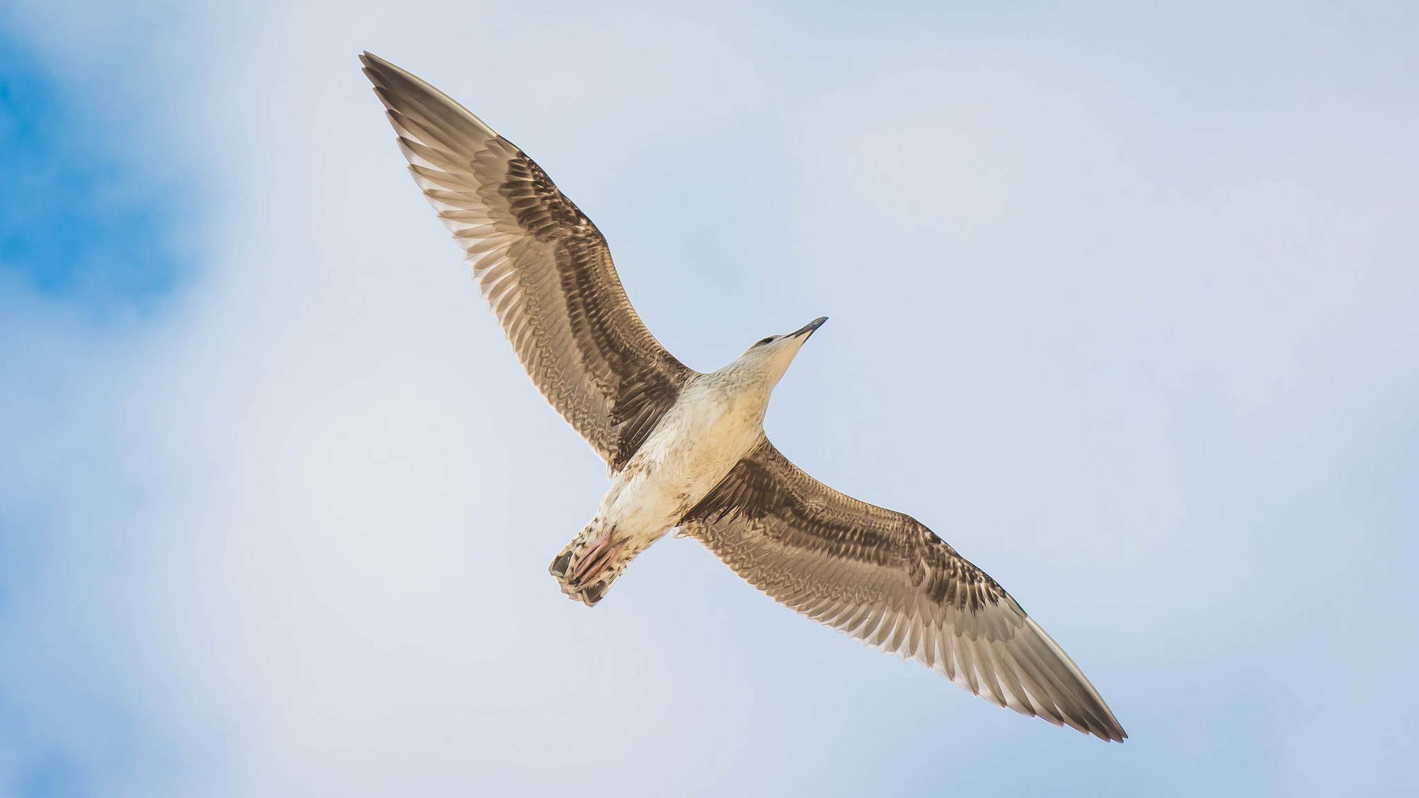 44261181402_ac990a3ed7_k