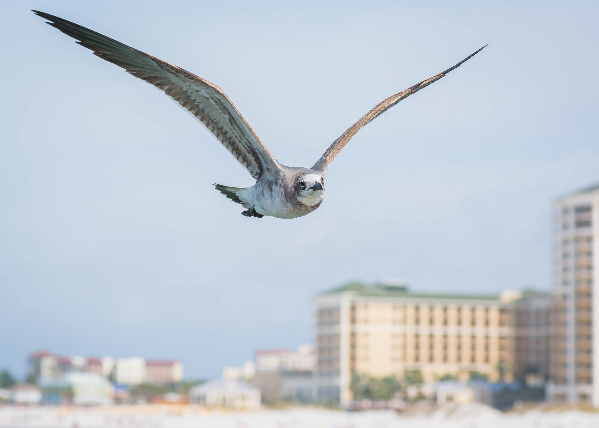 31301889864_0f9e0072b9_k